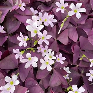 10 pcs Oxalis Triangularis Bulbs Exquisite Cut Flowers (Oxalis corniculata) Essential Decorative Plants for Bonsai Gardens Perennial Bulb Garden Gardening Aromatic Flowers Outdoor