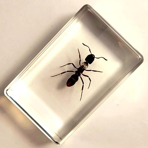 Miniatura 274 de Escarabajo de algodoncillo azul cobalto real de 1.732 in en espécimen de resina de lucita cristalina, insectos, insectos preservados, colección