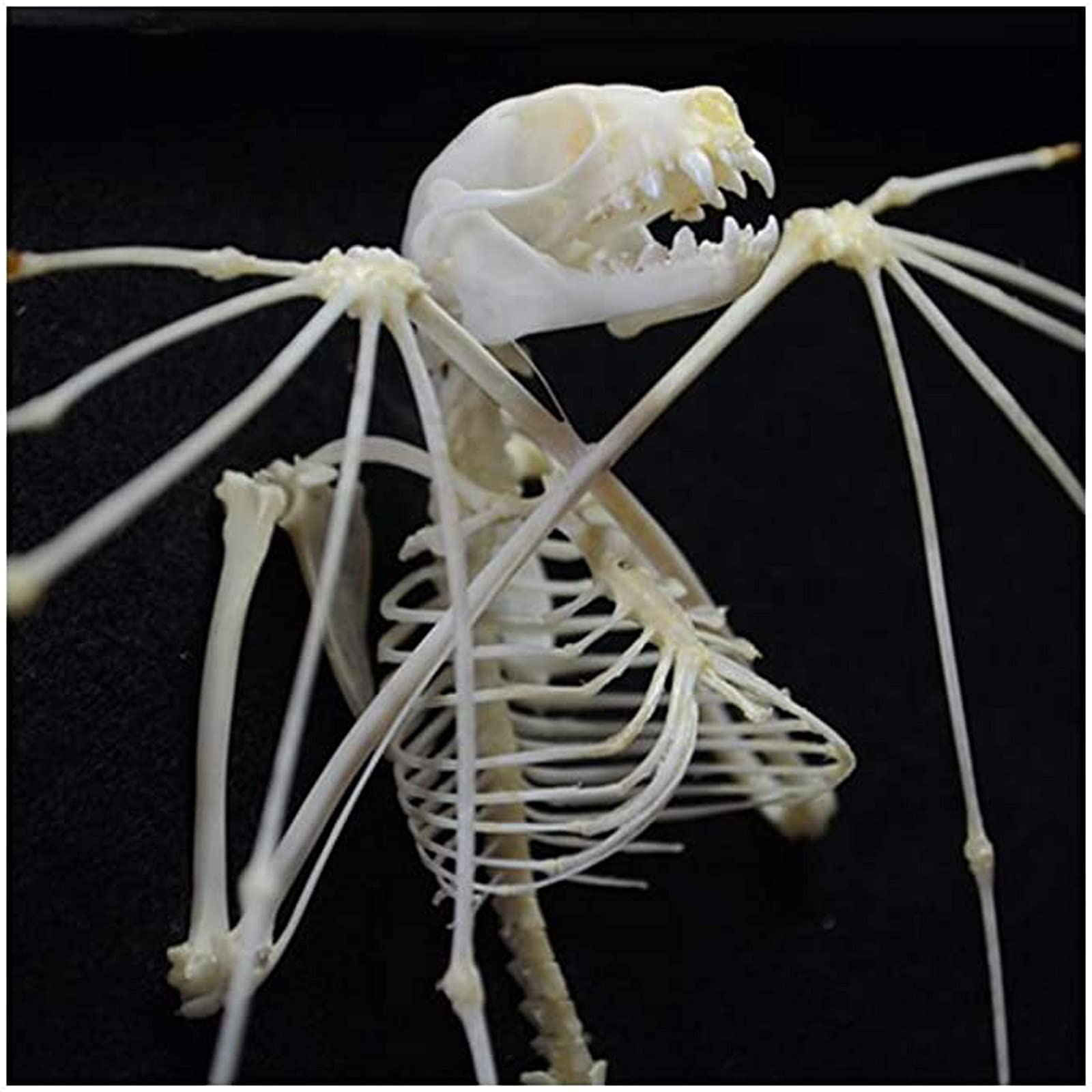 Anatomie Model Vleermuis Skelet Specimen Real Animal Taxidermie Skelet Model Taxidermie Levert Art Bone Dierenarts Geneeskunde Ingebedde Biologische Monsters(B Anatomie Model Vleermuis Skelet Specimen Real Animal Taxidermie Skelet Model Taxidermie Levert Art Bone Dierenarts Geneeskunde Ingebedde Biologische Monsters(B