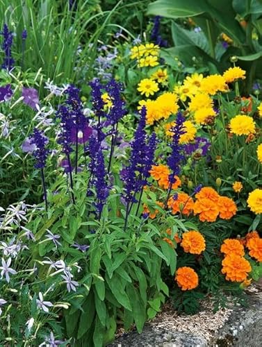 500 graines melange fleurs anti moustiques - éloigne les moustiques tiques et moucherons - 362