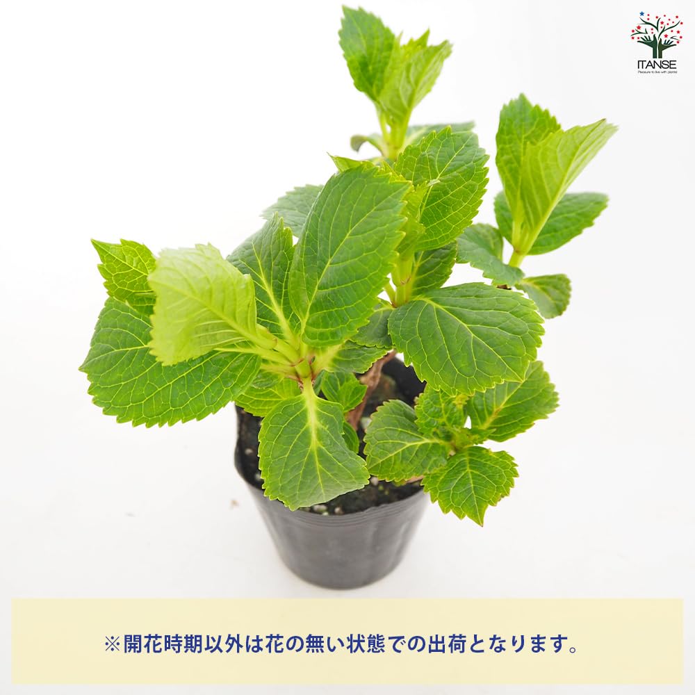 越冬苗輸入アジサイ 苗5色セイット Amazon.co.jp: ITANSE アジサイ ダブルダッチ エダム 花色