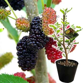 Amazon.co.jp: 大実 マルベリー（桑の木） (大実 マルベリー（桑の木