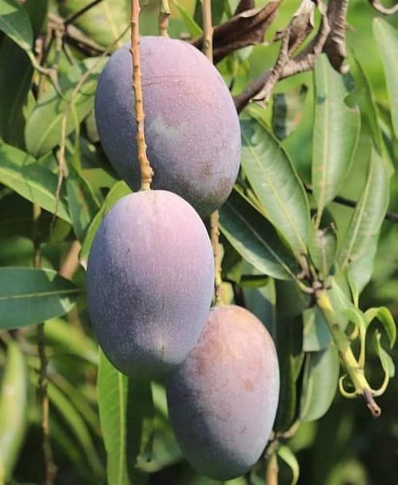 AMBIKA MANGO PLANT (B0CFM8HGMB) Amazon Price History, Amazon Price Tracker