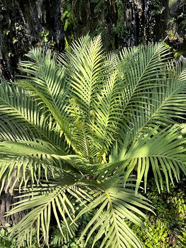 5 Bamboo Palm Chamaedorea Seifrizii Reed or Parlor Palm Tree