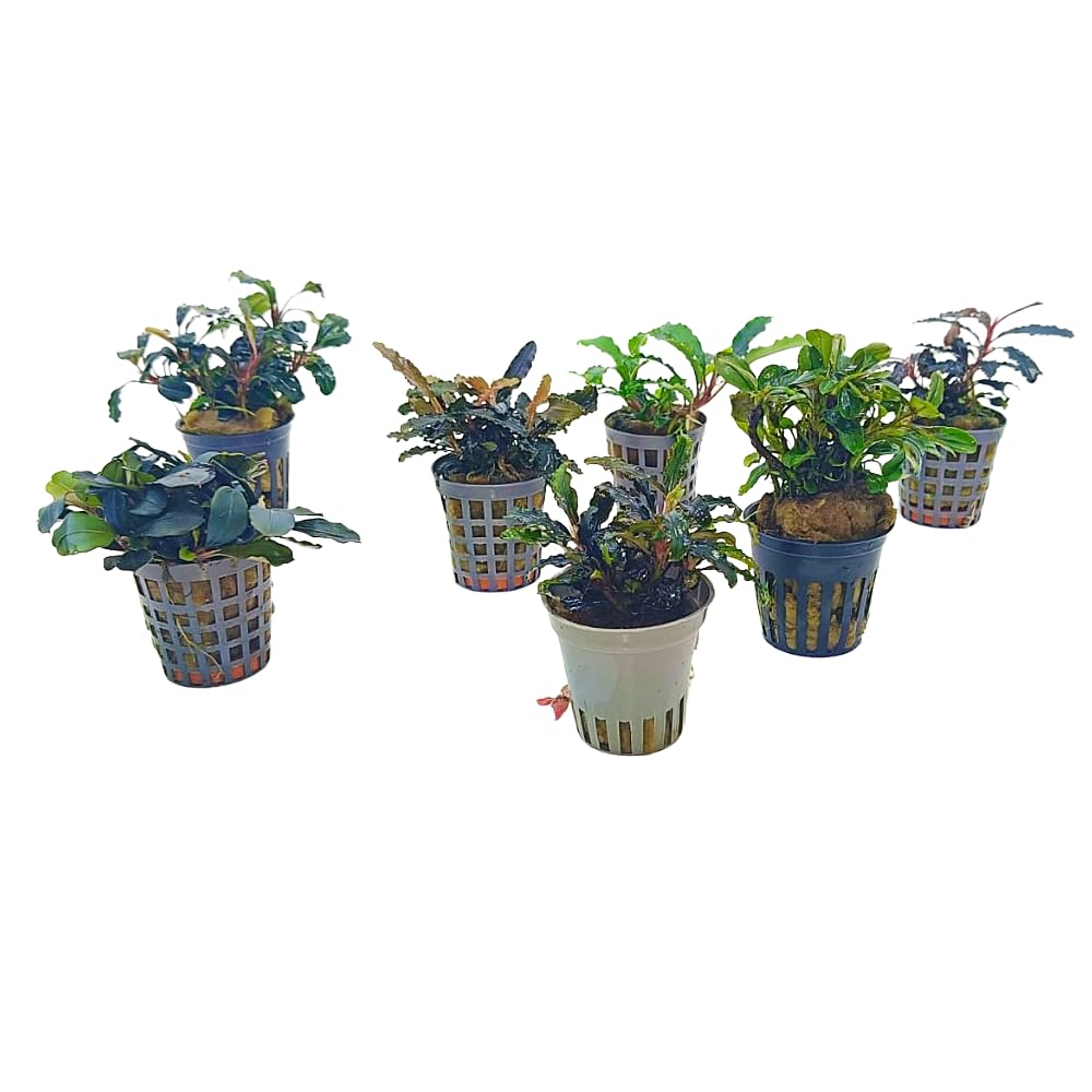 Bucephalandra in Vasetto – Piante Epifite per Acquario Dolce, Crescita Lenta