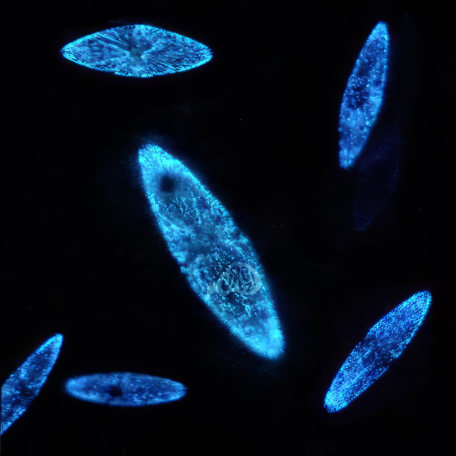 Bioluminescent Dinoflagellates