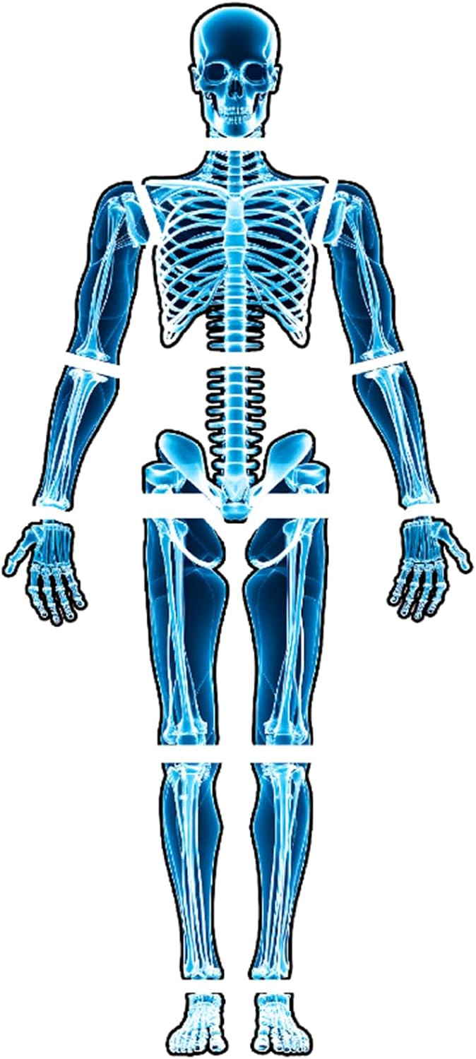15 Pcs Human Skeleton X-Ray Card Set, Full Body Bones Anatomy Cardstock Pieces for Science Classroom, Homeschool Activity, Learning Wall Decor, Halloween, Educational Display