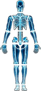 15 Pcs Human Skeleton X-Ray Card Set, Full Body Bones Anatomy Cardstock Pieces for Science Classroom, Homeschool Activity, Learning Wall Decor, Halloween, Educational Display