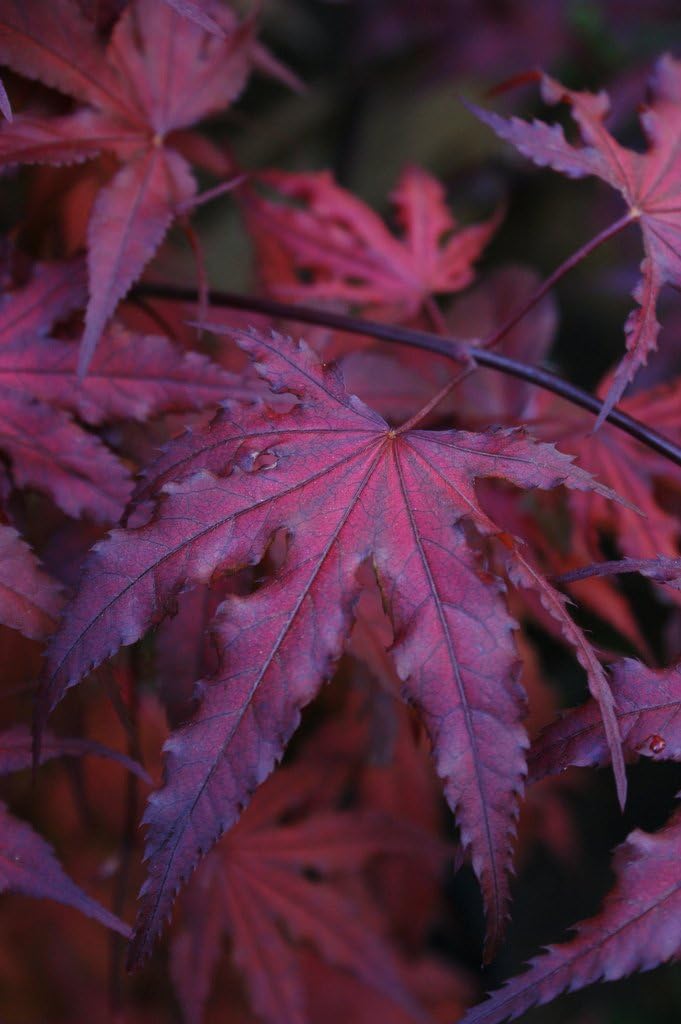 Purple Ghost Japanese Maple Acer palmatum Purple Ghost 2 - Year Live Tree