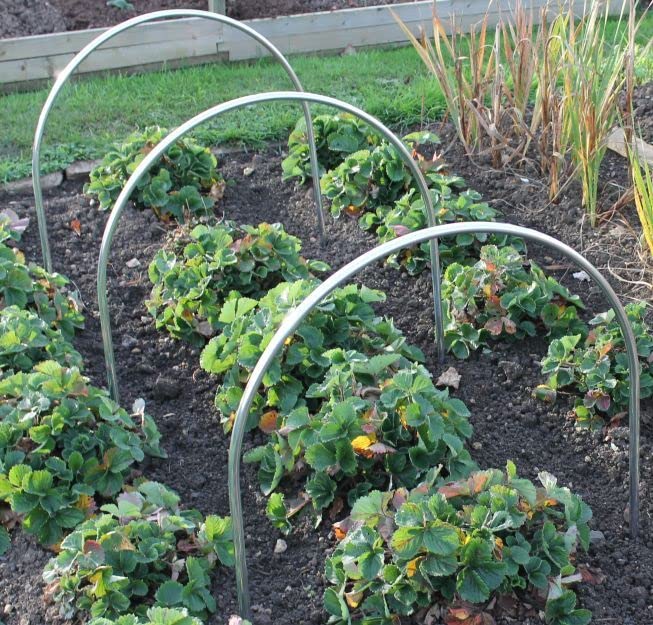 Small High Top Hoop Portable Domed Aluminium Tunnel Multiple Sizes (3m, Ultrafine Veggiemesh)