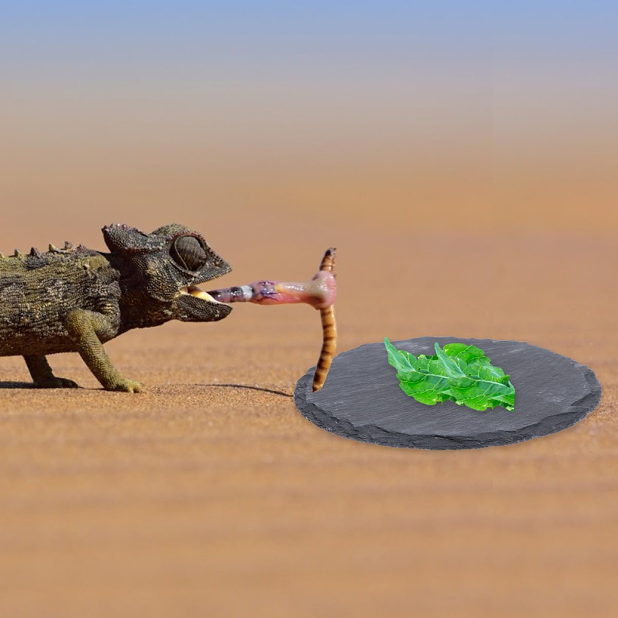 Abaodam 2 Stück Stabile Sonnenplattform aus Felsen als Futterpflanzen für Landschildkröten Multifunktionale Schildkrötenplattform für Aquarium und Reptilienzubehör