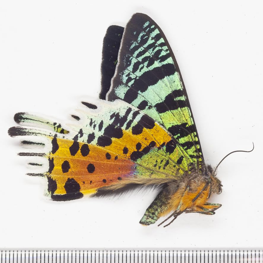 カーニバル、昆虫標本1 カーニバル、昆虫標本1 カーニバル、昆虫標本1 昆虫標本 - メルカリ