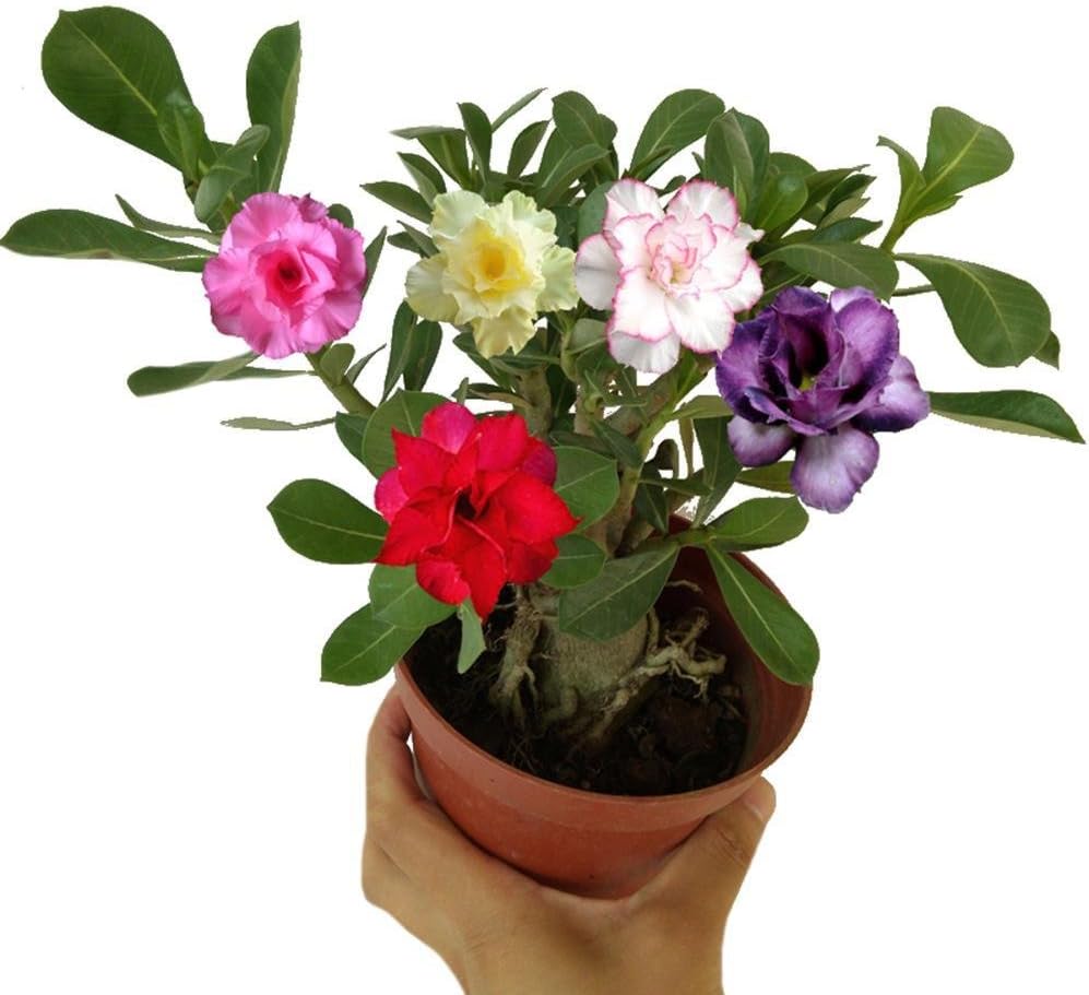 Taloyer 10Pcs Rare Desert Rose Bonsai Mixed Colors Flower Seeds Home Garden Plants