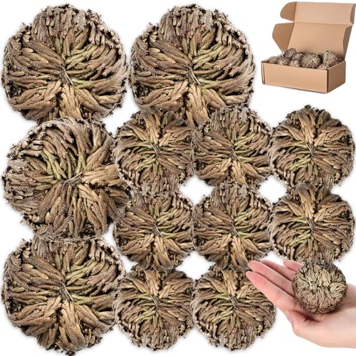 Nuanchu 12 Pack Rose of Jericho Planta de Resurrección Secada