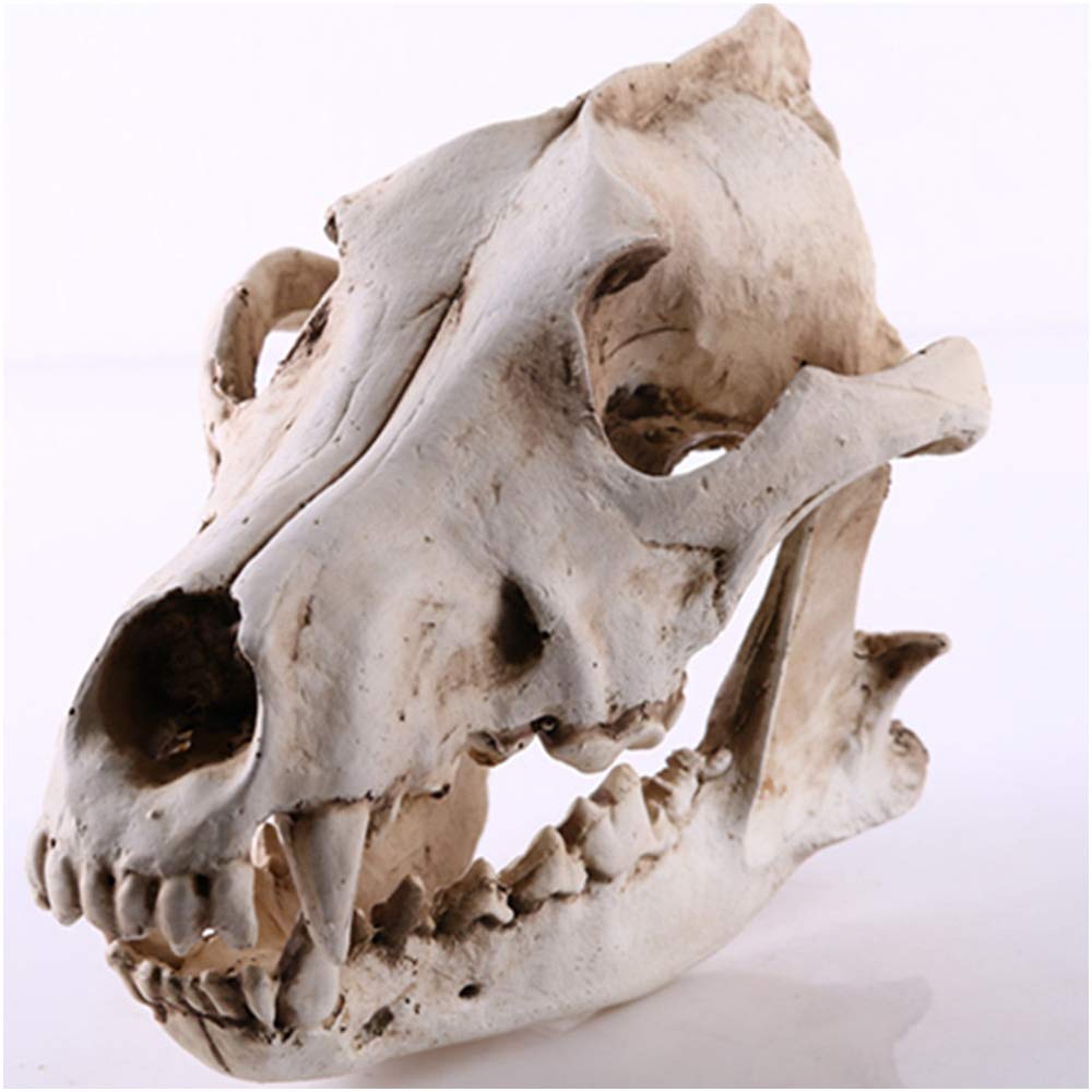 Réplica De Cráneo De Lobo, Modelo De Cráneo De Animal Realista, Modelo De Cabeza De Cráneo De Lobo, Artesanías De Resina, Estatua De Cráneo De Lobo Hecha A Mano Para El Instituto De Investigación An