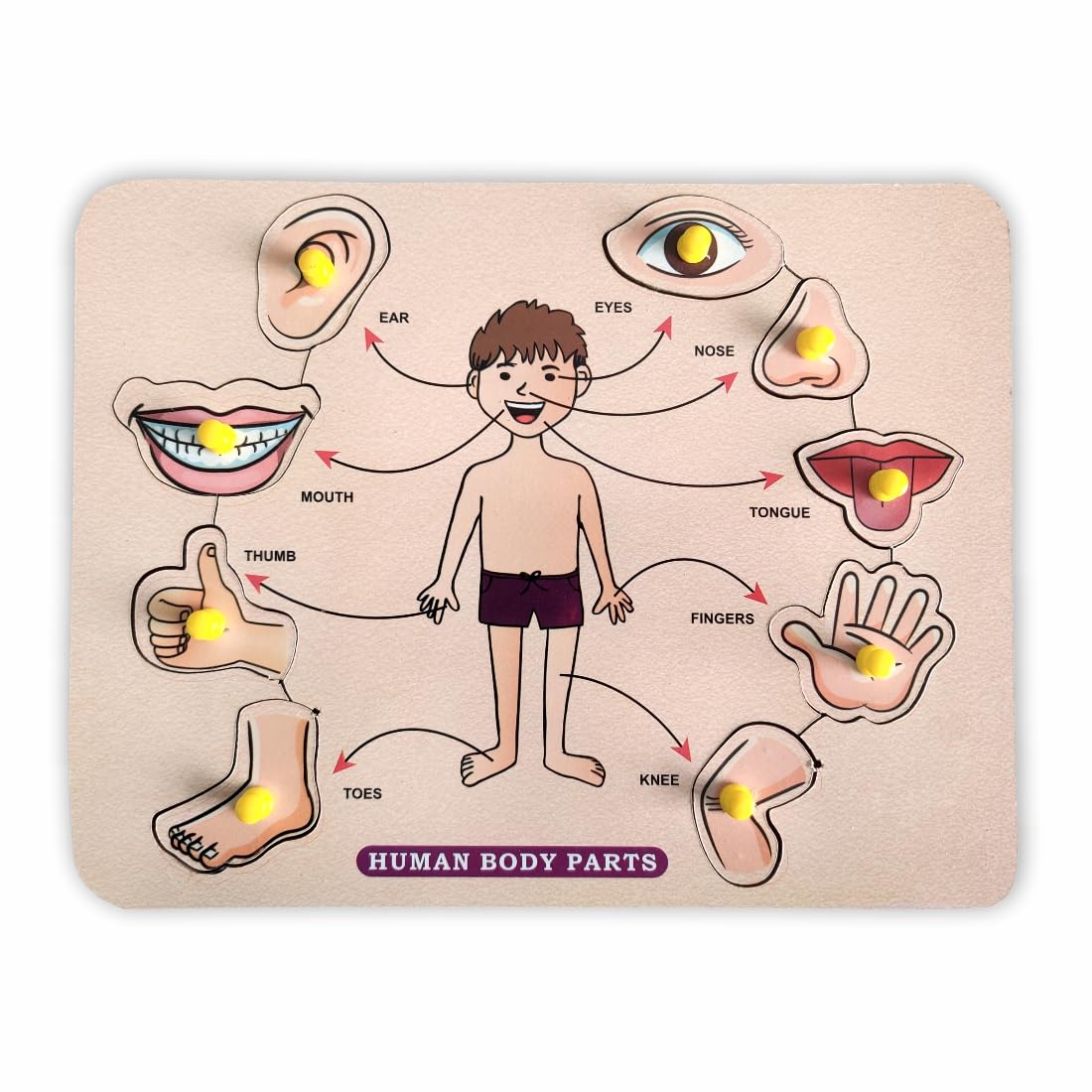 TOFANI Body Parts Toddler Puzzles for Kids Ages 2 to 7 Montessori Wooden Puzzles for Children – Preschool Game for Learning Human Body Parts Toys for Boy and Girl (B0CNXQXS7L) Amazon Price History, Amazon Price Tracker