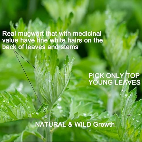 Miniatura 2 de Té de hojas de artemisa secas  40 porciones de artemisia natural de grado AAAAA, té de hierbas de ajenjo  Ayuda a dormir, sueño lúcido, relajarse,