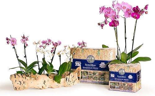 Miniatura 28 de SuperMoss - Musgo seco para orquídea sphagnum seco