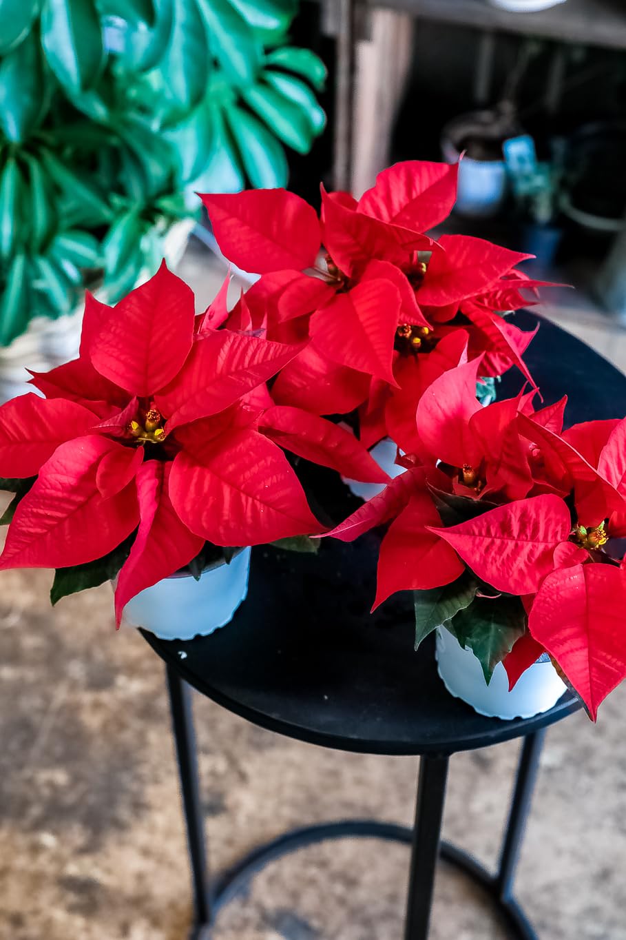 Amazon.co.jp: ポインセチア クリスマス 鉢植え 鉢 苗 生花 本物