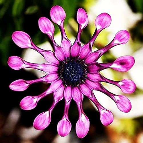 Miniatura 3 de 100 semillas de flores de margaritas moradas raras para plantar