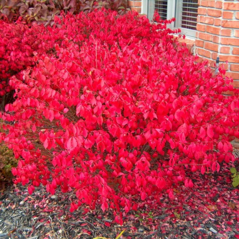 Dwarf Burning Bush Shrub, 12-18" Tall in Gallon Pot, Hardy Ornamental Shrub Live Plant for Outdoor Landscaping