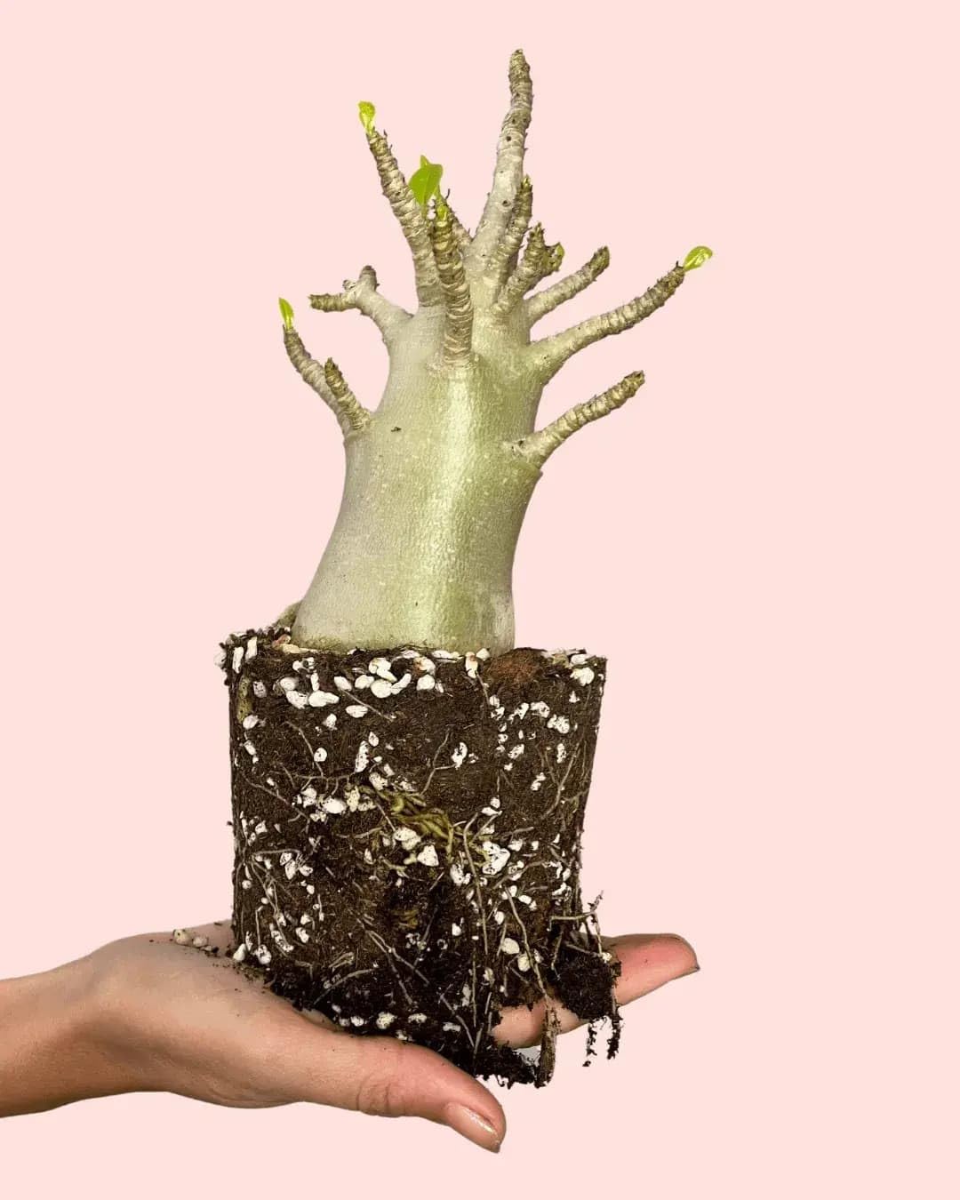 PUR PLANT | Baobab Adenium ansu | Plantas naturales interior con elegancia escultórica | Plantas naturales exterior resistentes | Maceta de Ø12 cm