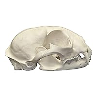 Vista 2 de Cráneo de lince canadiense real de una calidad