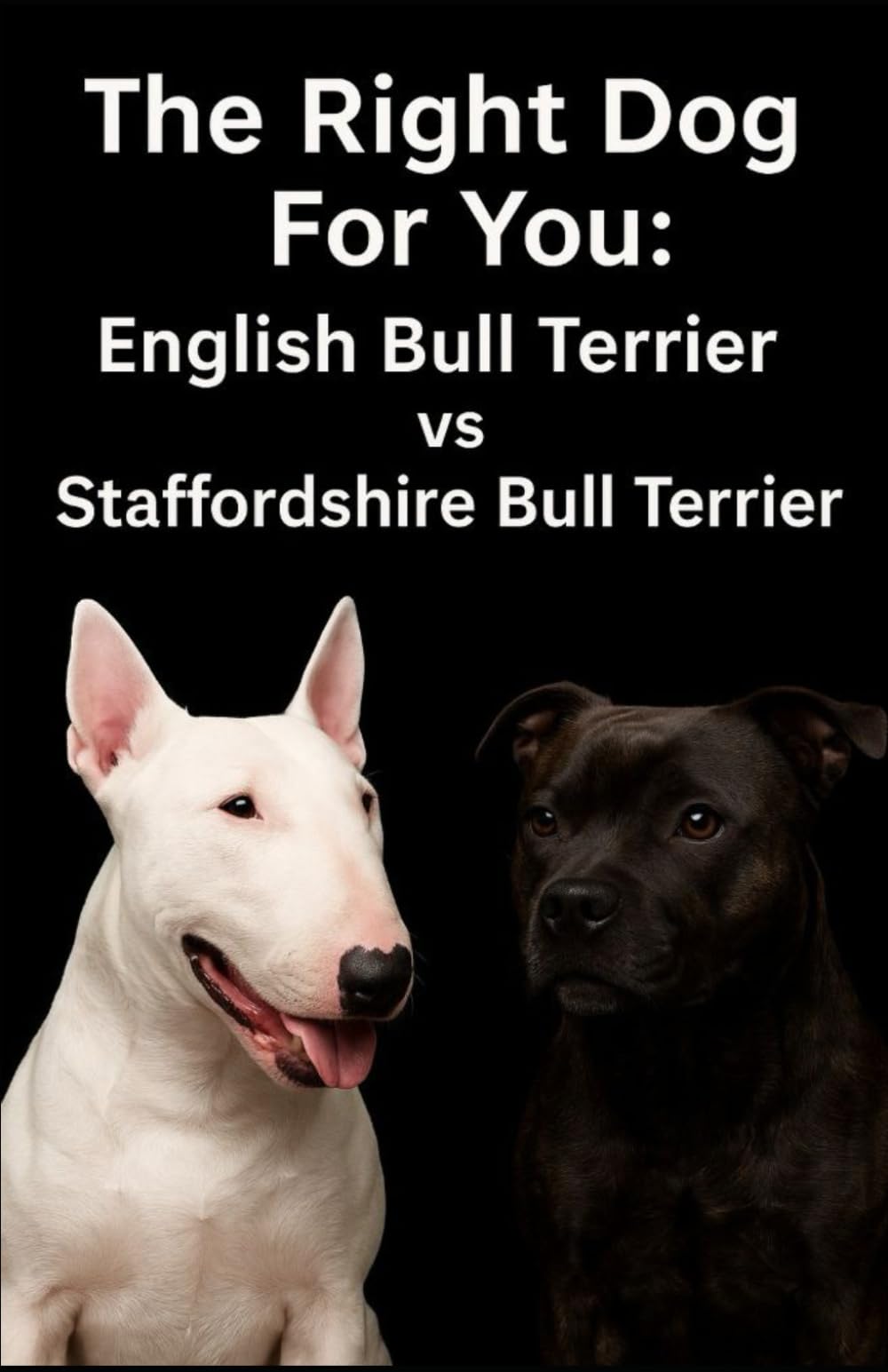 The Right Dog For You: English Bull Terrier vs Staffordshire Bull Terrier