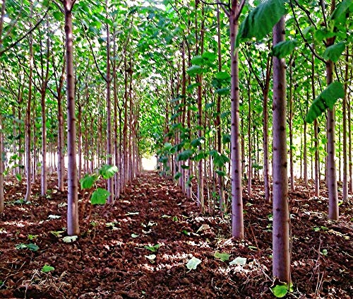 Paulownia Shan Tong Samen - Der Super-Wachser Unter Den Bäumen!