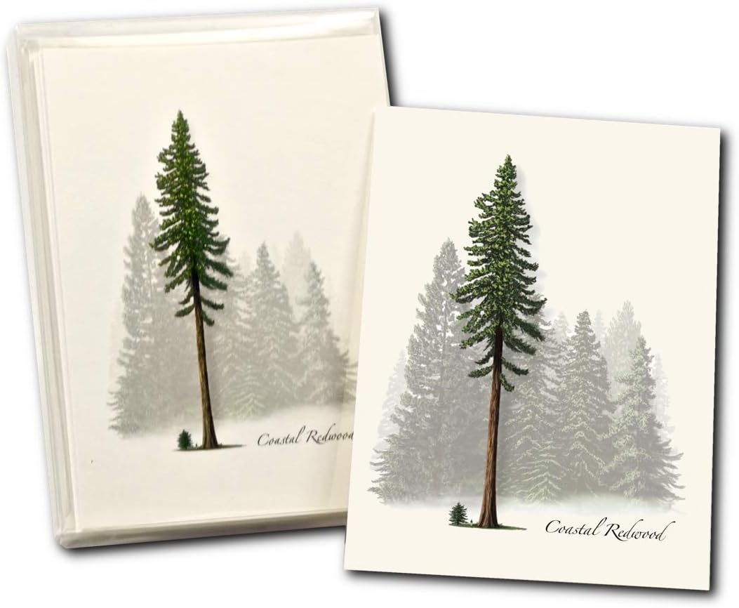 Earth Sky + Water - Coastal Redwood Notecard Set - 8 Blank Cards with Envelopes