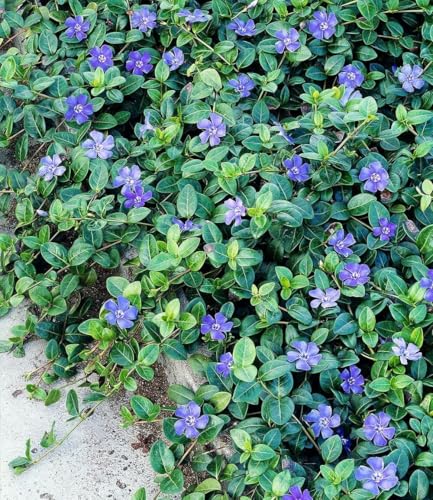 BALDUR Garten 3x Winterharter Bodendecker Vinca minor 'Blau', Pflanzen im 9x9 cm-Topf, 6-8 Pflanzen pro Quadratmeter, ideal für schattige Flächen, immergrün, winterharte Staude, mehrjährig, blühend