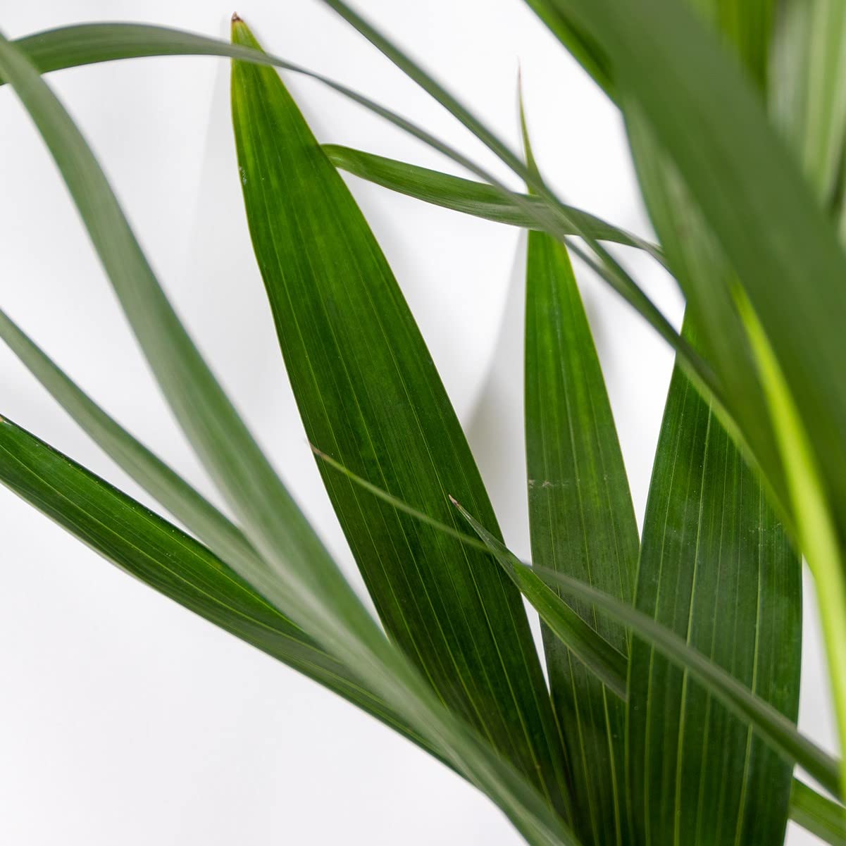 Bloomique - Howea forsteriana - Palma Kentia - Plantas de interior - Purificadora del aire - Apta para mascotas - Altura 120-140 cm - Maceta 24 cm