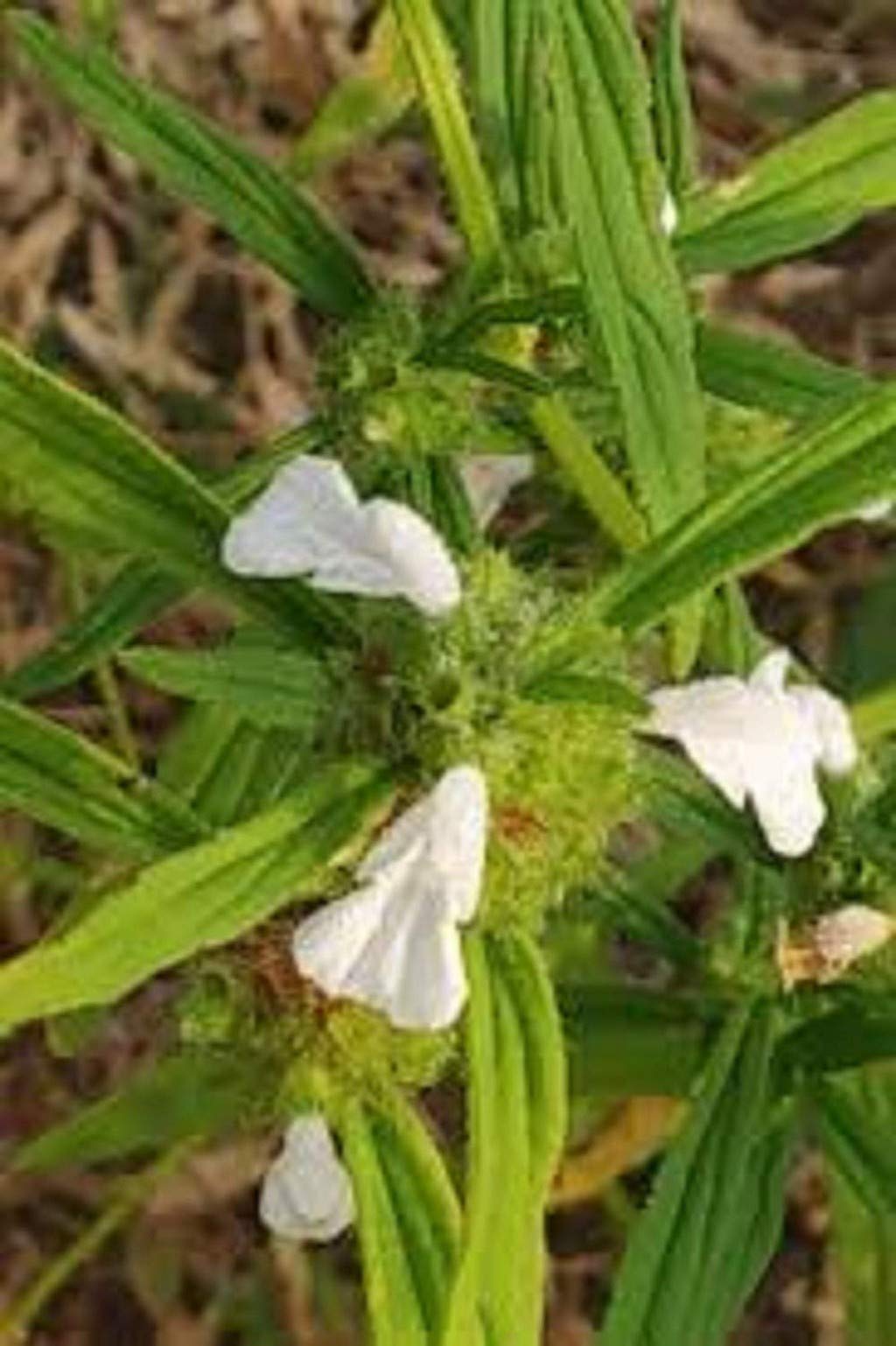 See full amazon price history chart for Creative Farmer Leucas Aspera/தும்பை / Thumbai For Medicine Live Plant Creative Farmer Leucas Aspera/தும்பை / Thumbai For Medicine Live Plant (B08Q8L4QC4) Amazon Price History, Amazon Price Tracker