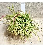 Amazon｜[World Fantasy Garden] 苗 多肉植物 リプサリス カスッサ 1鉢