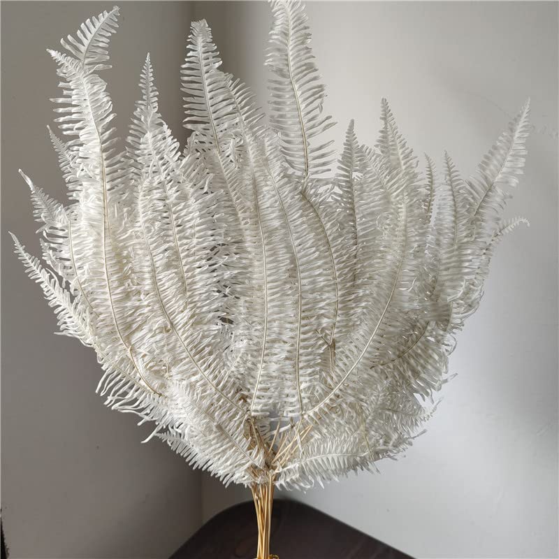 Amazon.com: Dried Mountain Fern Bleached - 10 Stems - Wavy Fern - White ...