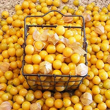 Park Seed Aunt Mollys Ground Cherry Organic Seeds, Includes 50 Seeds in a Pack