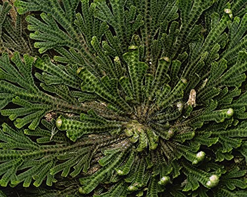 YAKEBA | 10 x Rose von Jericho | MITTEL | Selaginella lepidophylla | SPARSET I die Pflanze in s Glas und schon wird sie grün und öffnet sich - Image 7