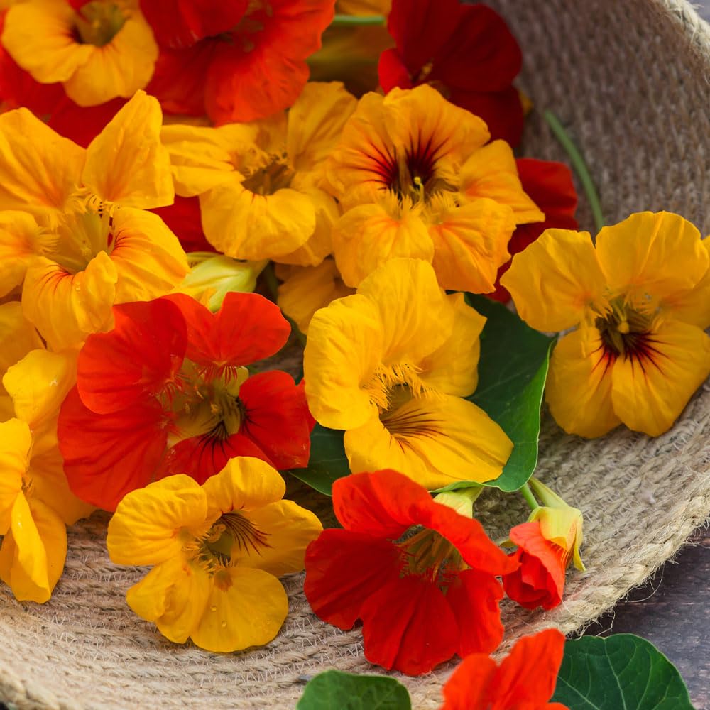 Nasturtium Gleam Mix Seeds β Semi-Trailing, Ideal for Pots & Ground Cover β RHS Plants for Pollinators β Hardy Annual β for Your Beautiful Garden