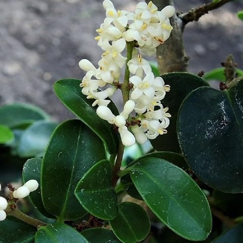 Pianta Ligustro Japonico