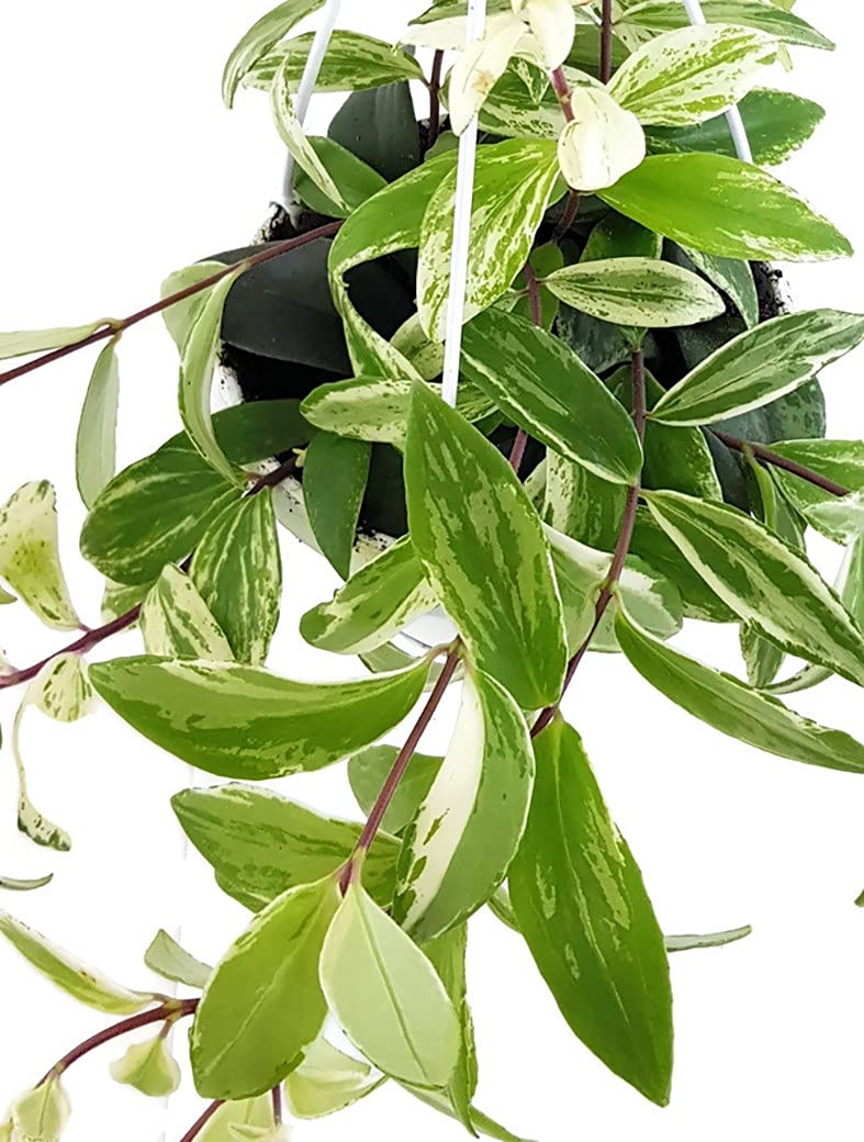 Fangblatt - Pubic Flower - Aeschynanthus lobbianus Variegata - Lipstick  Plant - Easy-Care Indoor Plant for Hanging : Amazon.de: Garden