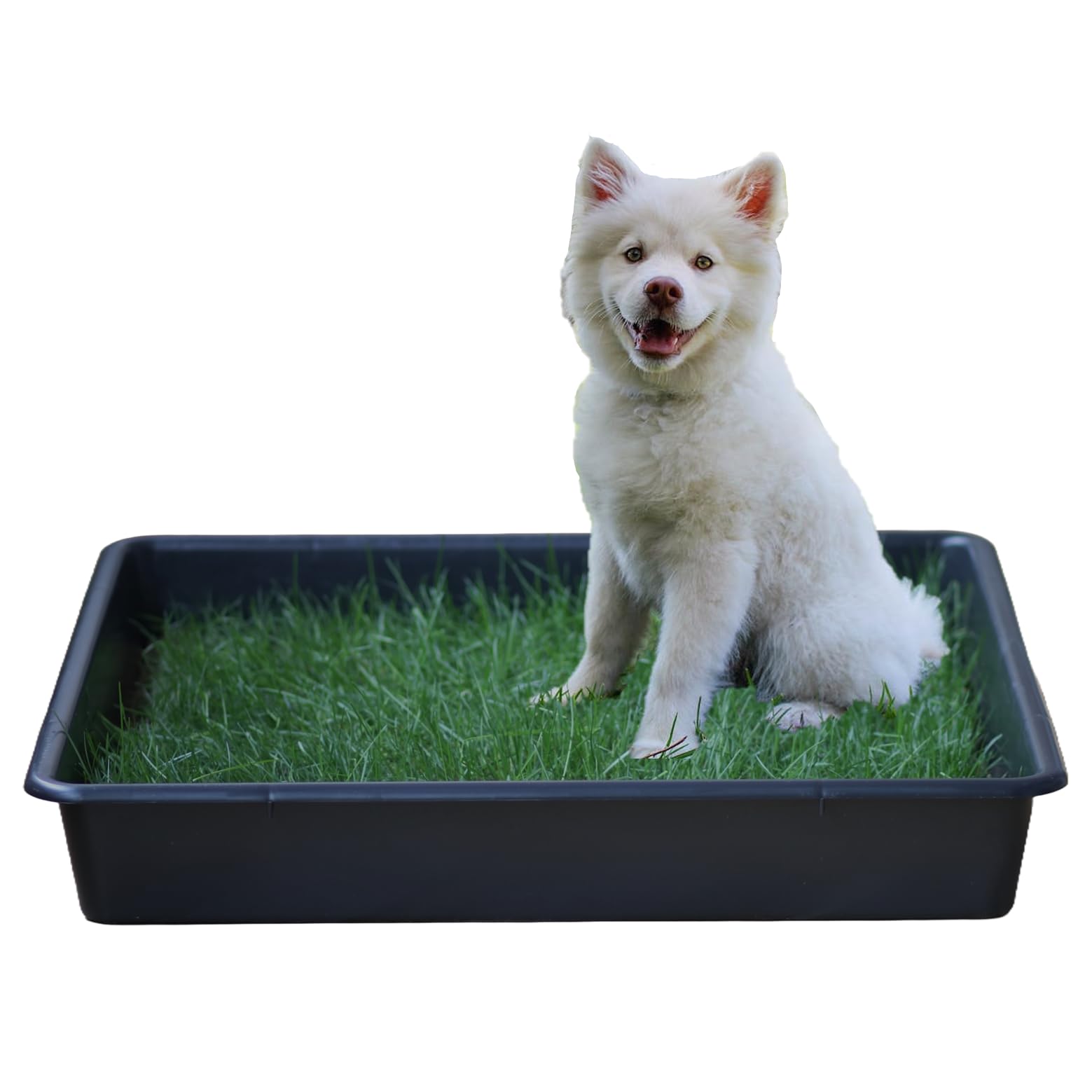 Empapador Ecológico para Perros, Alfombrilla de Césped Natural, Inodoro, Reutilizable, Caja Impermeable, Pack XXL (80cm x 80cm)