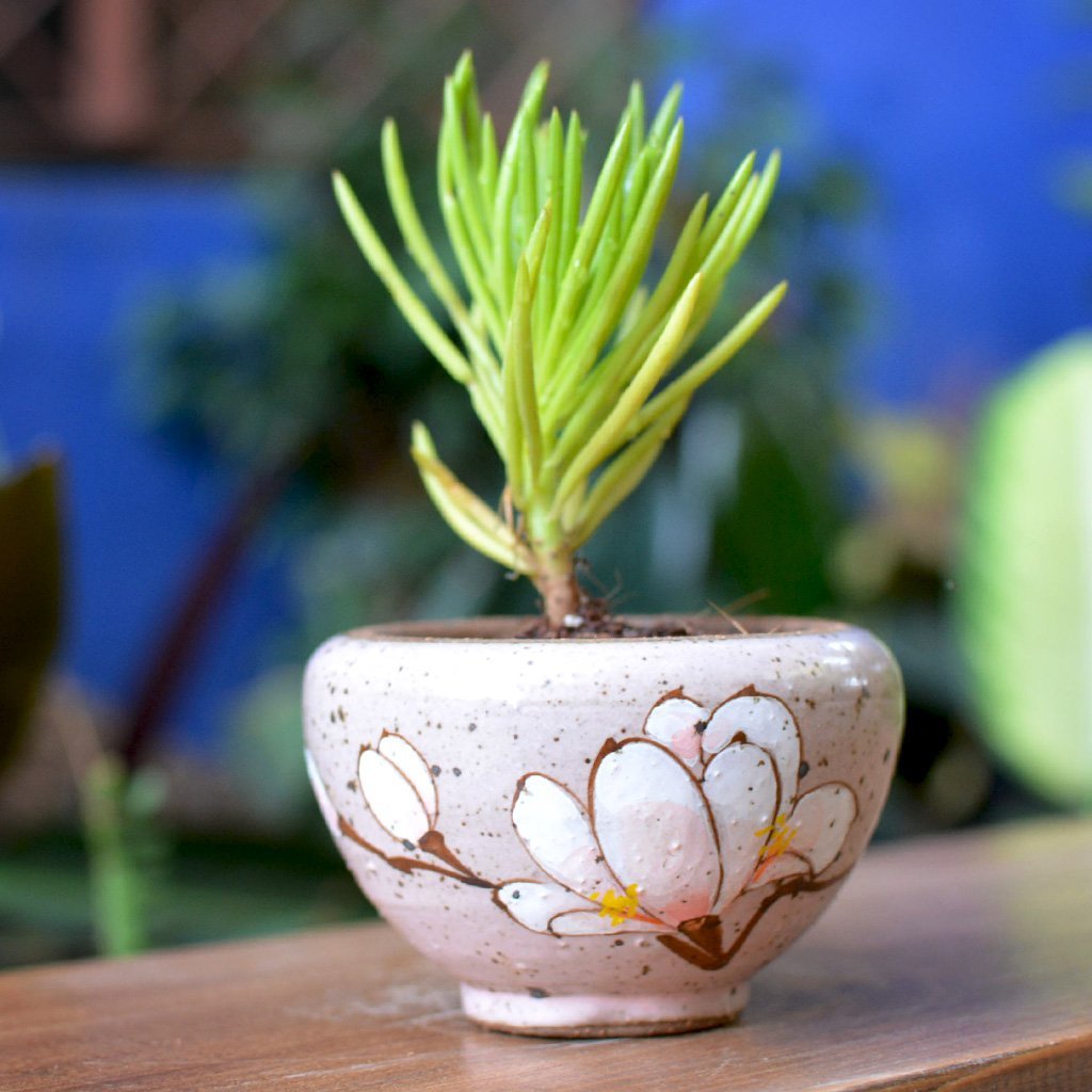 myBageecha -�A Cold Winter Ceramic Flower Pot Gifting Succulent