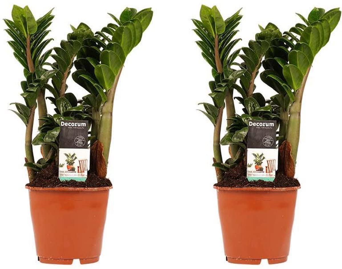 Zamioculcas Zamiifolia | Pack 2 Plantas | DECOALIVE | Plantas de Interior Naturales