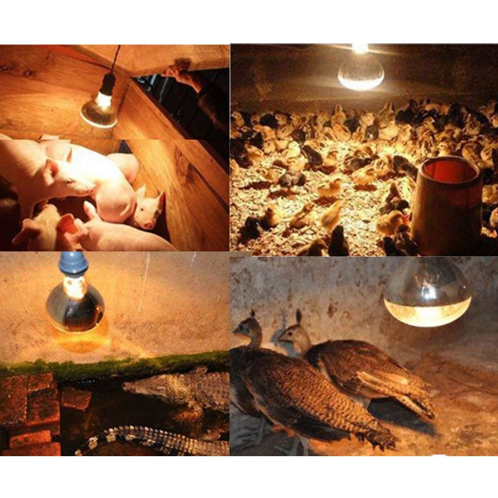 10 Unidades 250 W E27 Reptiles Lámpara de Calor para Tortuga Eidechse