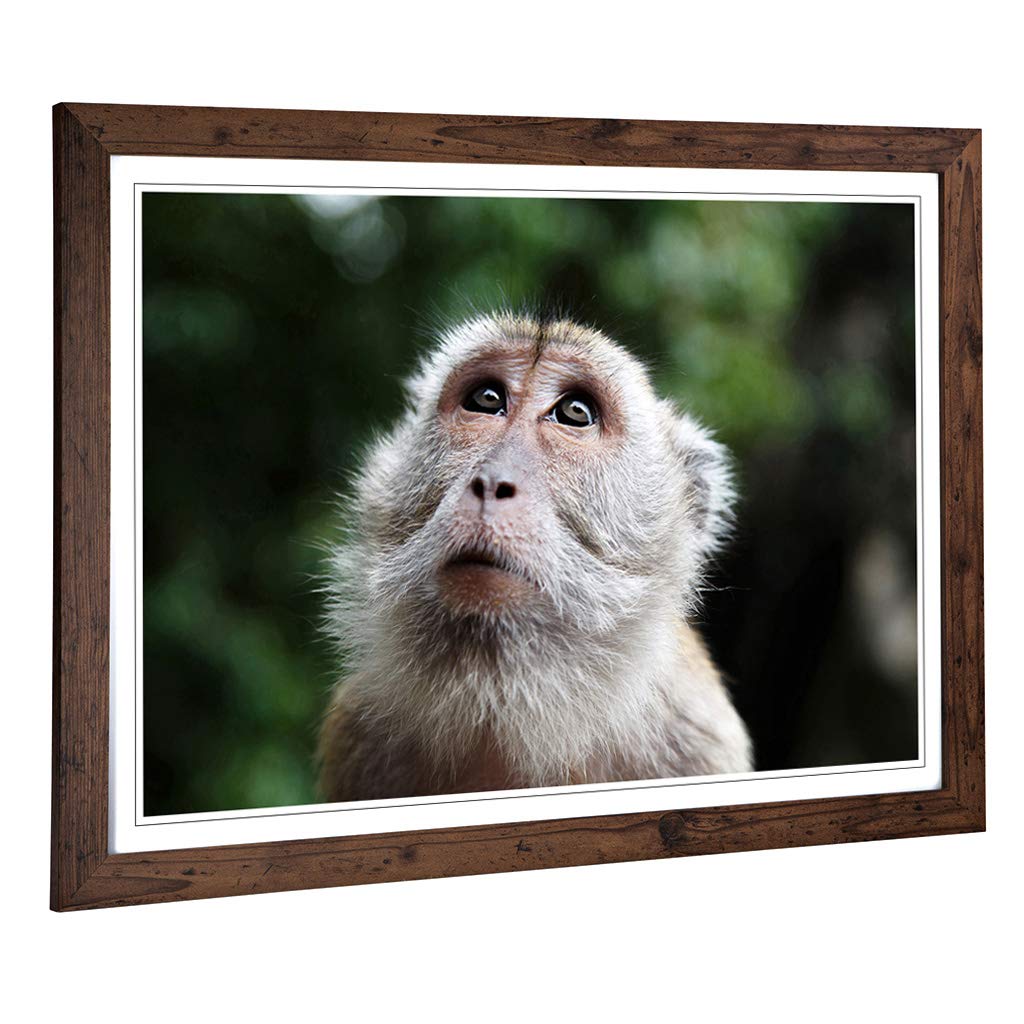 Big Box Art Framed Print of Monkey Design | Wall Art Picture | Home Decor for Kitchen, Living, Dining Room, Lounge, Bedroom, Hallway, Office, Walnut, A2 / 24.5x18 Inch / 62x45cm