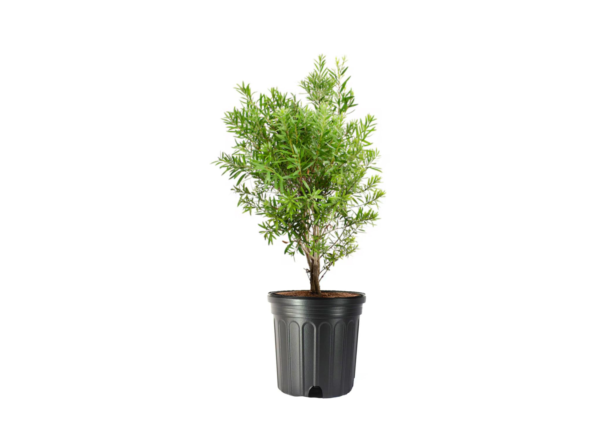 Pixies Gardens 3 Gallon Bottle Brush