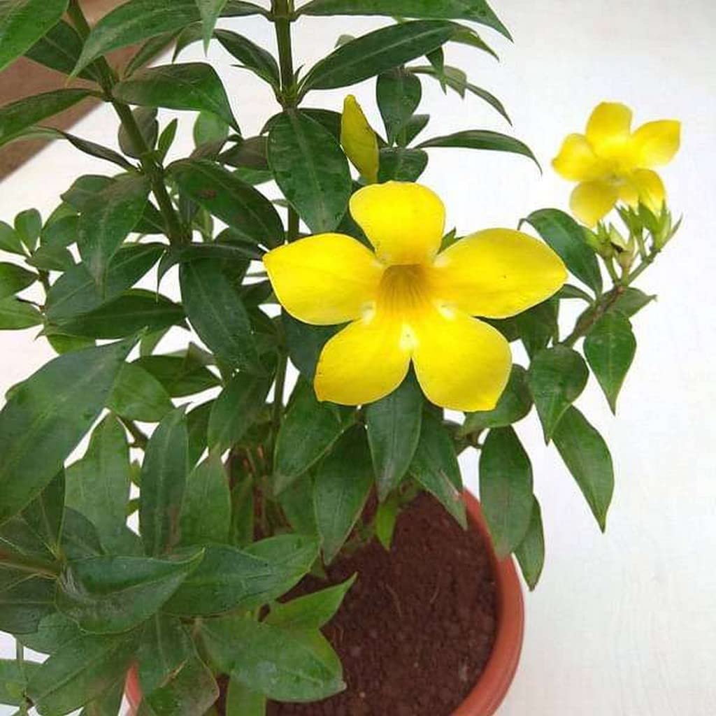 OhhSome Balcony Plant Funnel Or Trumpet-Shaped Flowers Super Variety (Healthy Live Plant) (B09L8L8WD2) Amazon Price History, Amazon Price Tracker