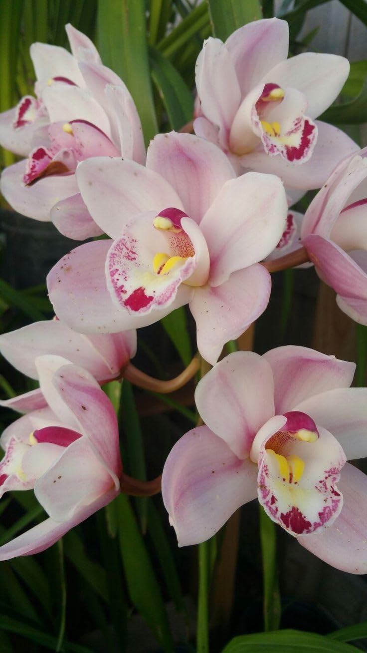 SVG® Orchid flower Bulbs Imported Flower bulbs for Indoor & Outdoor pack of 2 (light pink)-image-33