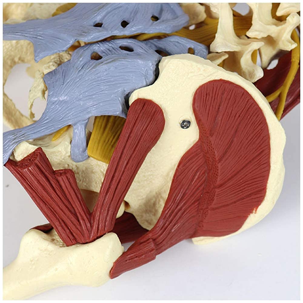 Model Żeńskiej Miednicy - Model Żeńskiej Miednicy Nauk Medycznych Z Anatomicznym Modelem Szkieletu Dorosłych Anatomiczny Model Prawdziwego Szkieletu Dla Dorosłych