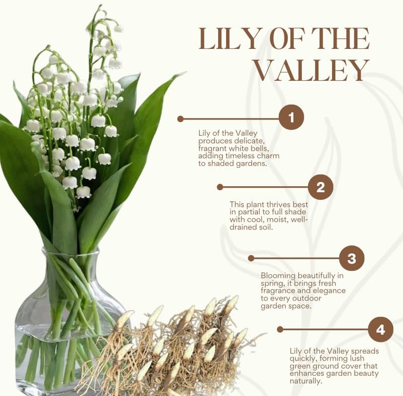 10 Lily of the Valley Bulbs, Fragrant Spring Flowers, Hardy Perennial Plant for Shade Gardens